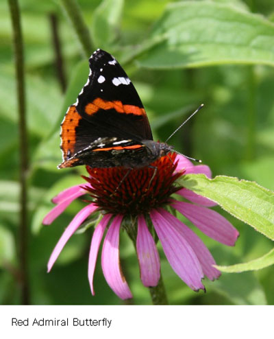 butterfly.jpg butterfly.jpg